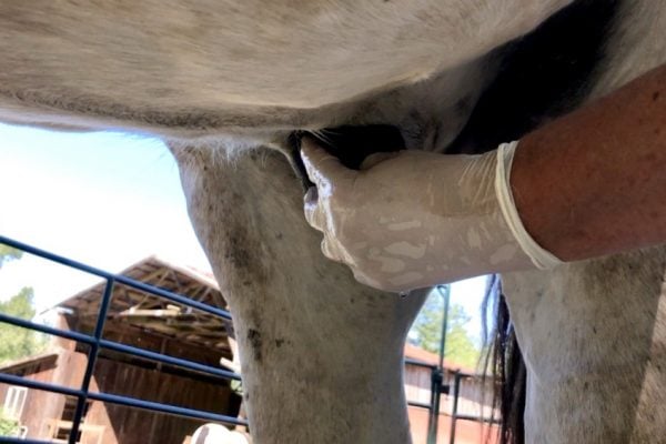 Super Easy Sheath Cleaning for Geldings – BUT Should You?