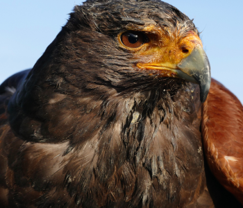 Hawk-Assisted Therapy? Yep, it’s Pretty Cool! Hawk-Assisted Therapy? Yep, it’s Pretty Cool!
