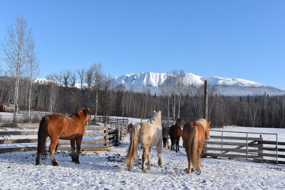 How We Feed in Winter to Build Soil & Grow More Grass | Listen To Your ...