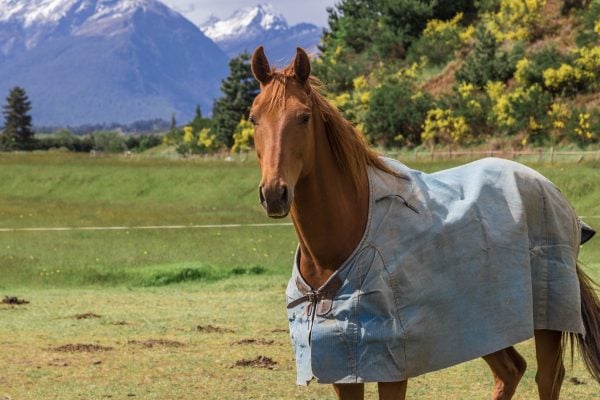 Blankets, Fly Masks and Shelters – What Does your Horse Think?