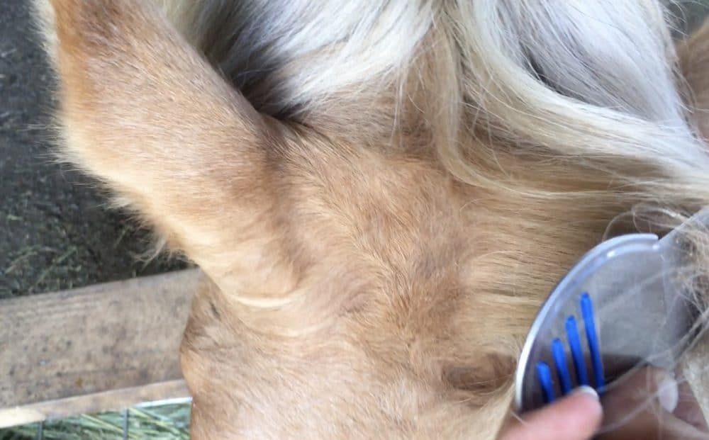 Natural Method to Electrocute and Get Rid of Horse Lice! Listen To