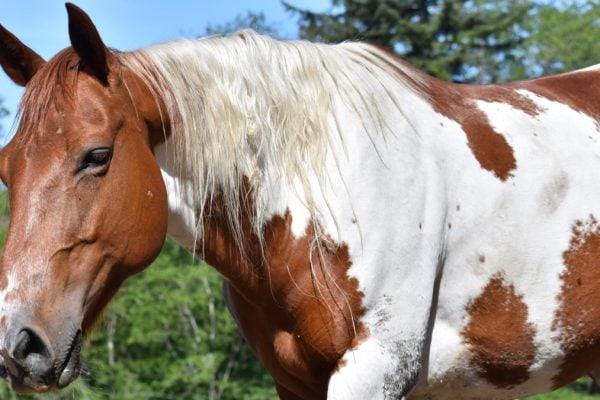 Horse Wisdom: Take Risks, Face Fears & Write a New Story