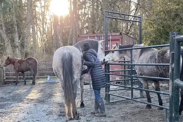 Horse Hates Living Conditions But I Can’t Move