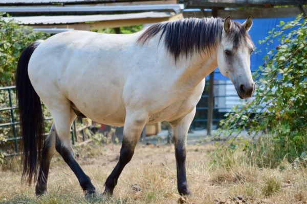 Help – my Horse is Fat!