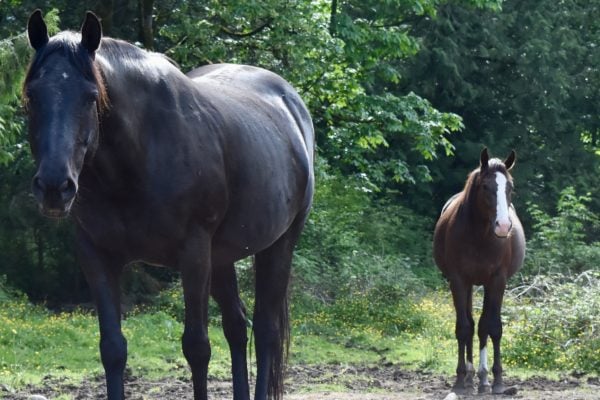 At What Age Should a Foal be Weaned?