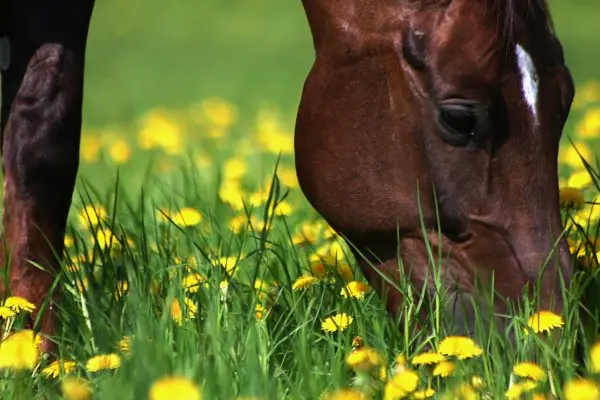 Remedies for Horse with Itchy, Flaky Skin