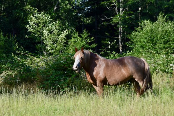 Horse wisdom: Love Does not Mean Safety