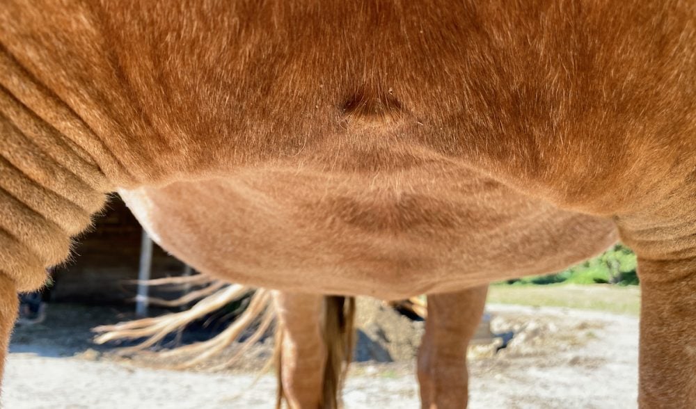 Equine Mystery Lump/Growth Remedy Listen To Your Horse