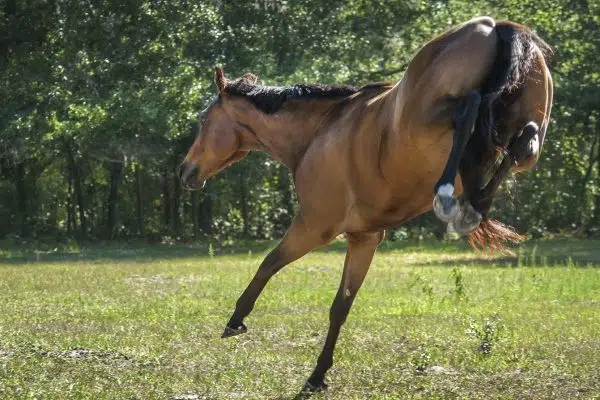 Wild Oregano Heals Horse’s Intense Bug Allergy & Itching