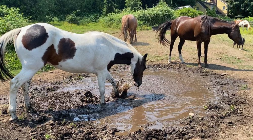 The Easiest Waterhole for Horses that Doesn't Produce Mosquitoes