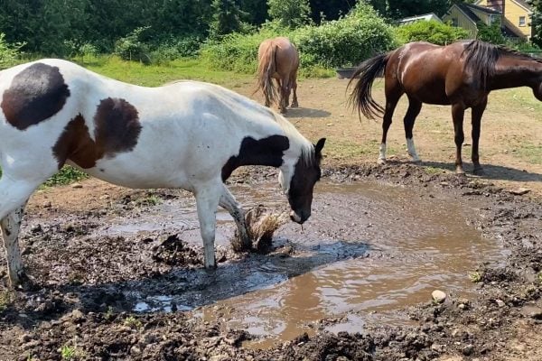 The Easiest Waterhole for Horses that Doesn’t Produce Mosquitoes!