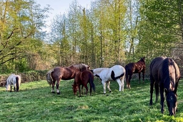 Summer Frolic with The Singing Horse Herd