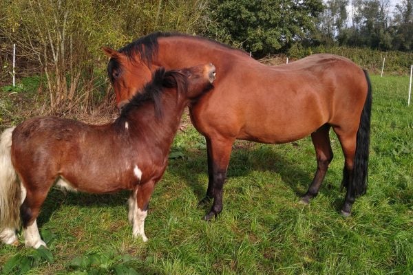 Horse Listening Changed Both Their Lives