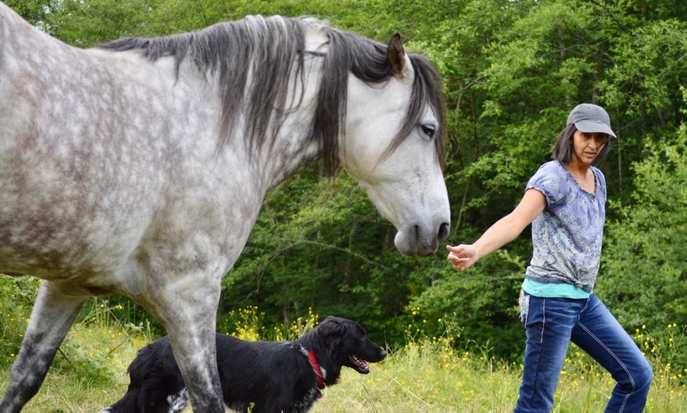 When your Horse says No... Perhaps the Process IS the Point | Listen To  Your Horse