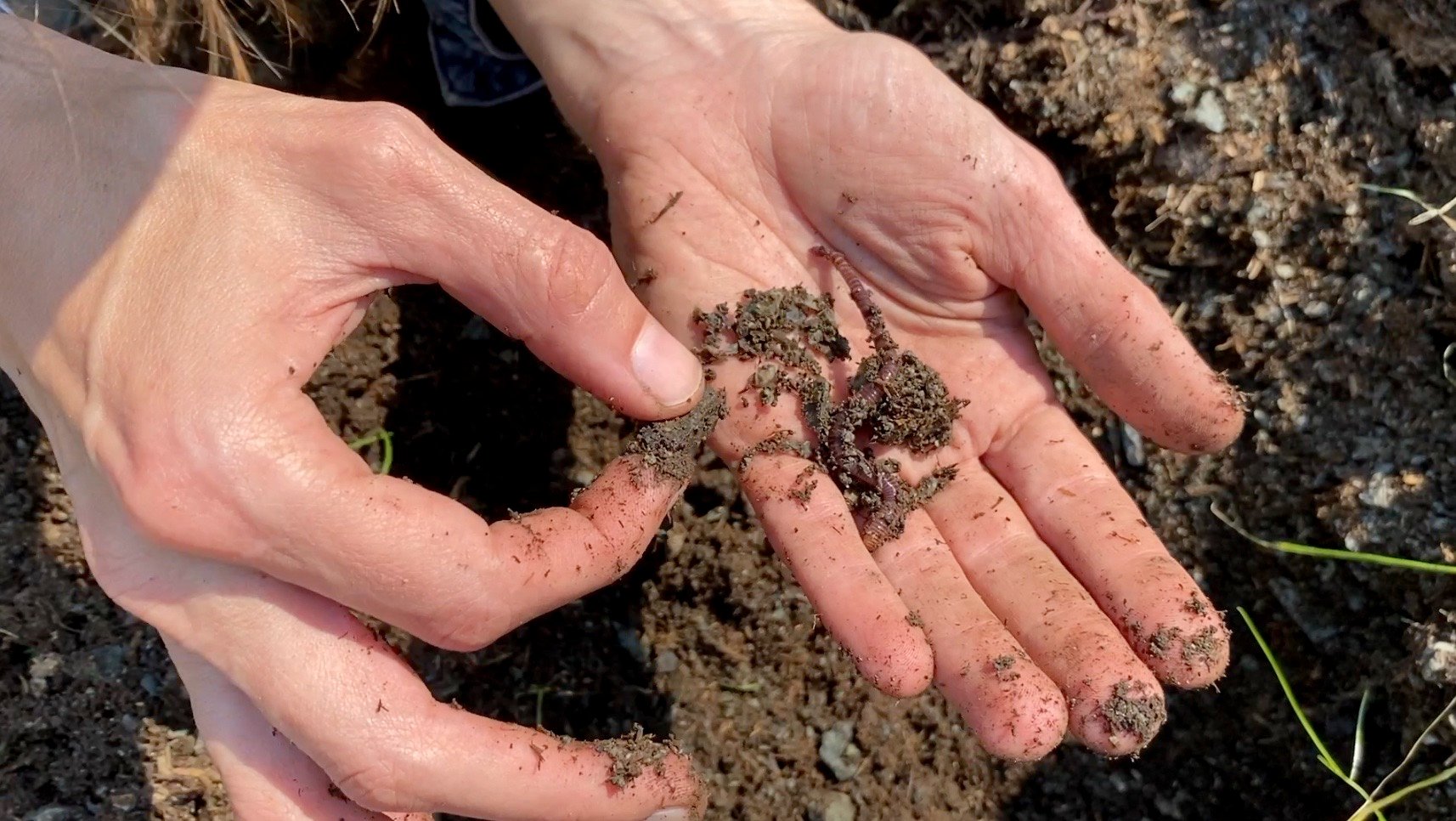 Horse manure store compost