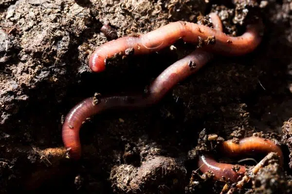Absolutely Easiest Way to use Horse Manure to Create a Worm Farm