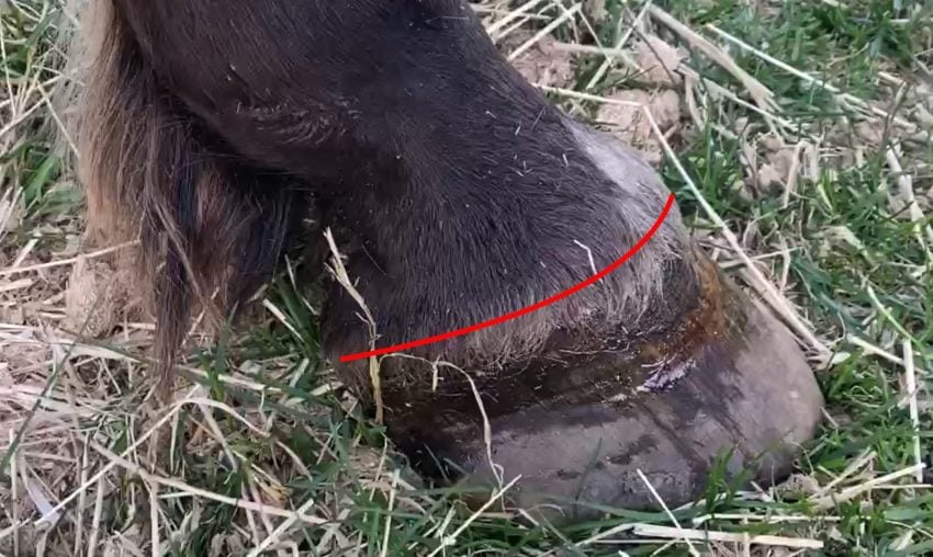 Listen To Your Horse