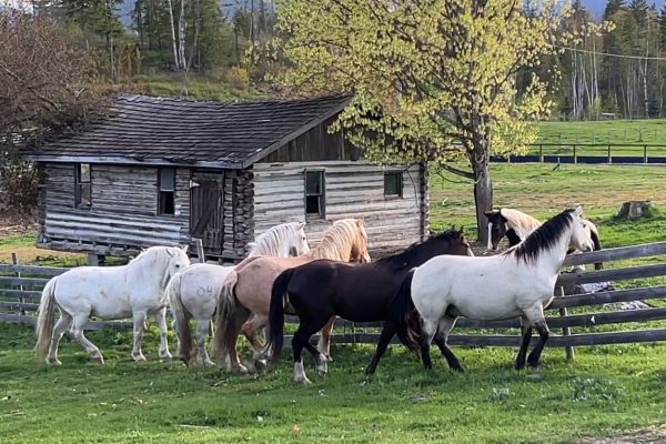 Wild Mustangs Journey Back to Freedom
