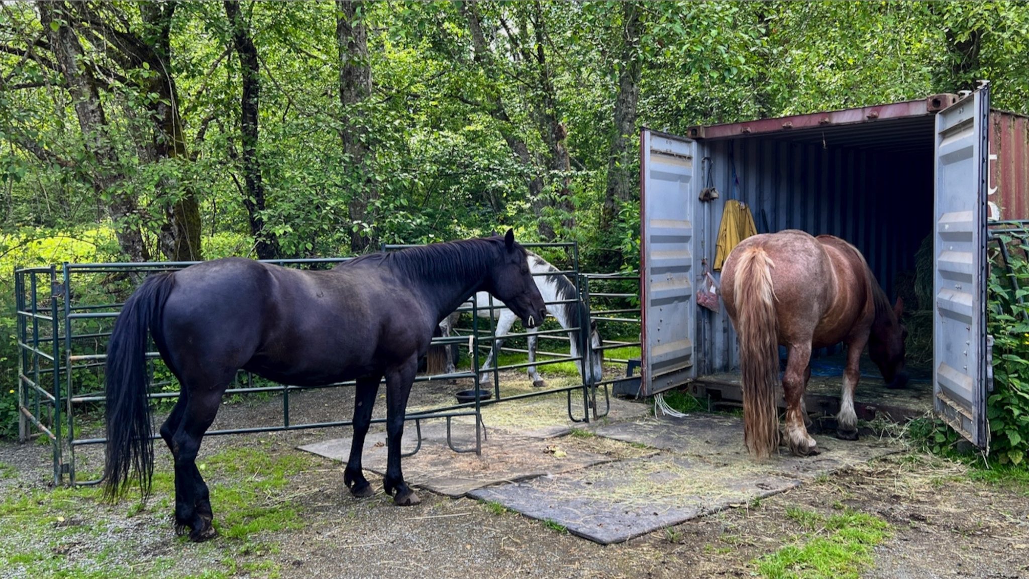 Trailer Learning (Play) When you Don’t have a Horse Trailer