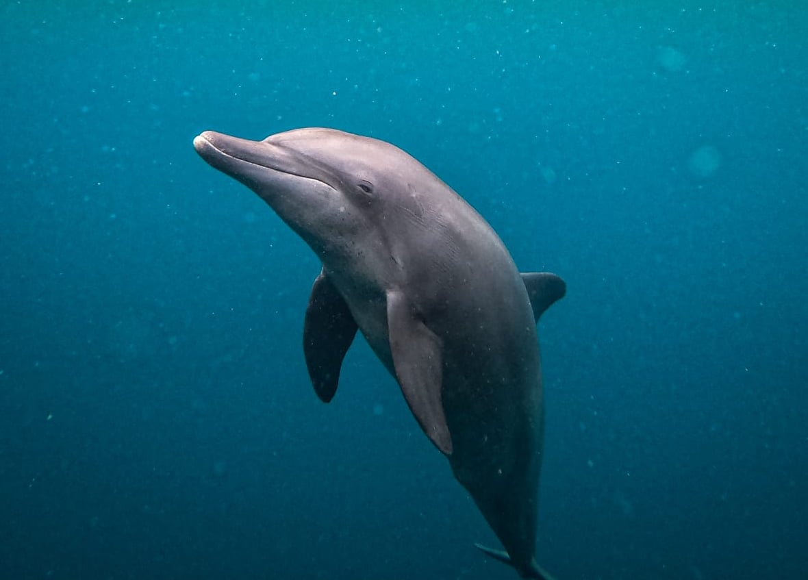 Dolphin CHOOSES Dental Work with No Anaesthetic