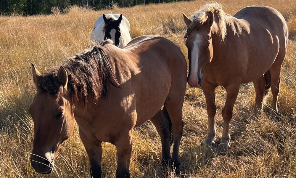 Laminitis, Cushing's, Founder Healing Session for Your Horse Listen