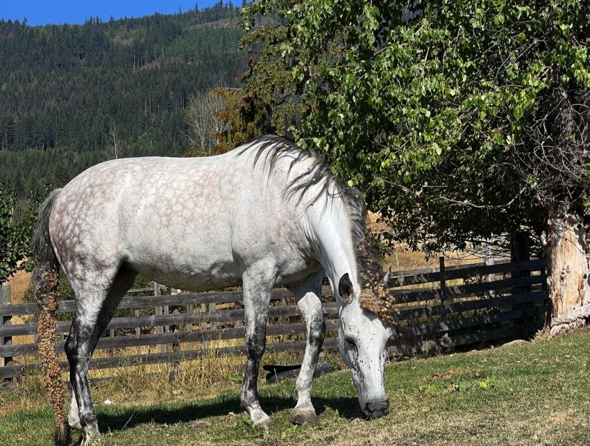 burrshorse Listen To Your Horse