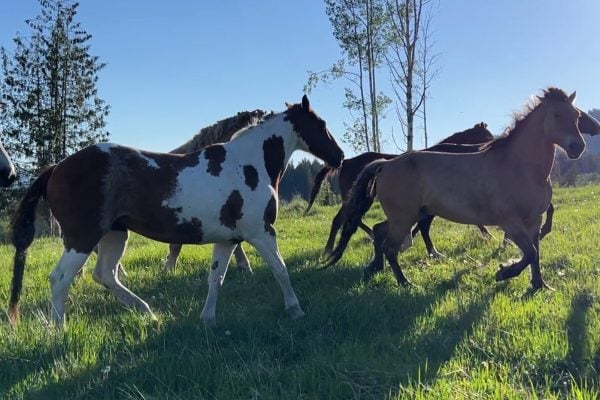 Free Workshop – Horse Wisdom with Ginny & the Singing Horse Herd
