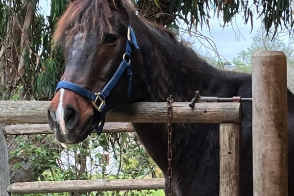 Horse Transformation: From Wobbly Old Man to Vibrant Herd Member