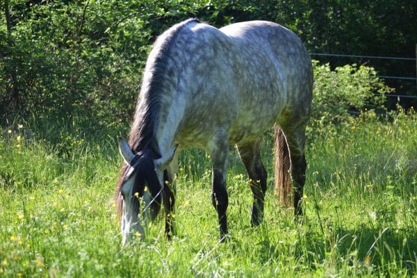 Natural Treatment for Equine EPM & Lyme Infection