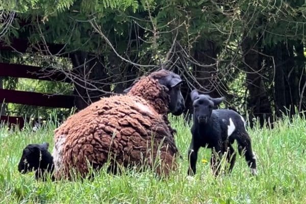 Katahdin/Dorper Sheep Births Twins – But Raven Wants Them