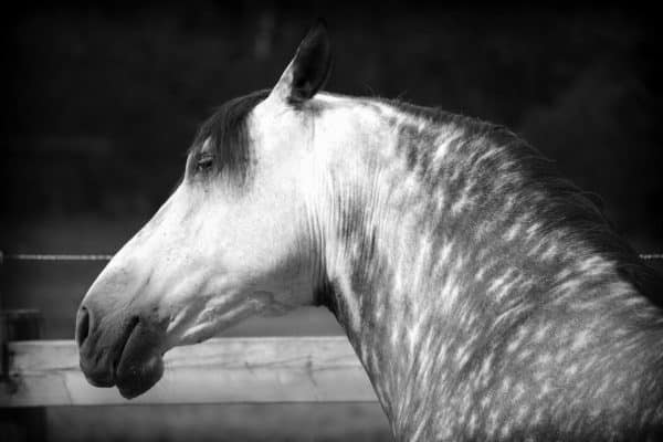 Natural Fly Spray Recipe for Horses