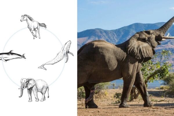 Horse-Elephant-Dolphin-Whale ~ The Quest Continues