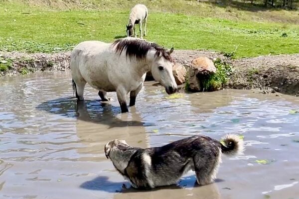 Why Horses Love (Need?) a Waterhole