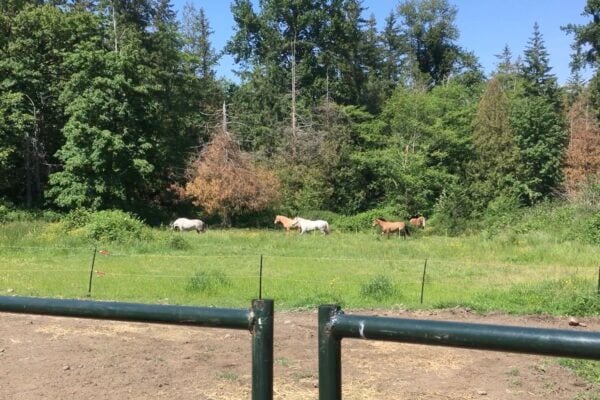 Are Electric Fences Healthy for Horses?