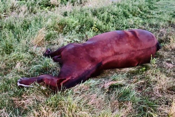 Wild Horses Self-Trim Their Hooves + Telepathy Tutorial
