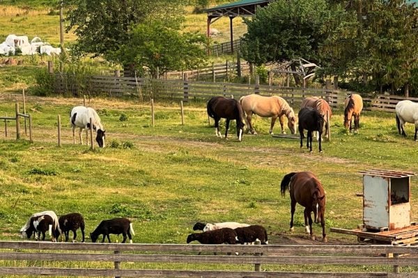 What Type of Camera to use for Horse Barn & Pasture? What Type of Camera to use for Horse Barn & Pasture?