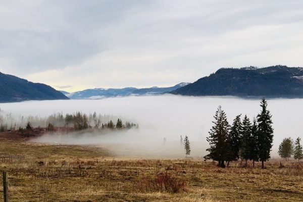 Horses Galloping Inside a Cloud Forest Horses Galloping Inside a Cloud Forest